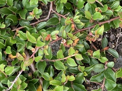 Cotoneaster divaricatus