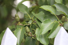 Alnus cordata