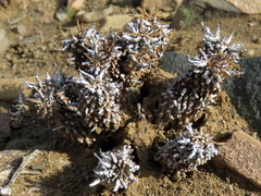 Euphorbia braunsii