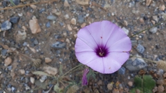 Convolvulus althaeoides althaeoides