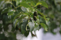 Alnus cordata