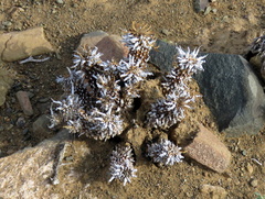 Euphorbia braunsii