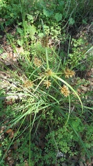 Cyperus retroflexus