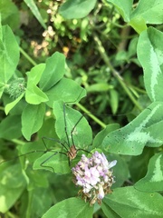 Leiobunum calcar