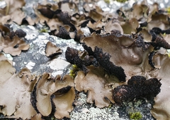 Umbilicariomycetidae