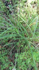 Cyperus retroflexus