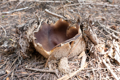 Sarcosphaera coronaria