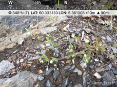 Moehringia trinervia