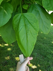 Catalpa