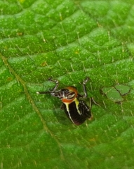Proctolabinae