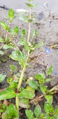 Veronica beccabunga