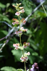 Penstemon deustus