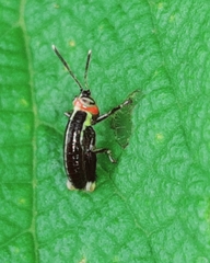 Proctolabinae