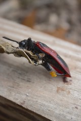 Coraliomela quadrimaculata