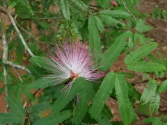 Calliandra selloi