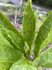 Pokeweed mosaic virus