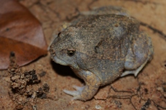 Glyphoglossus molossus