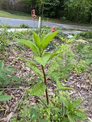 Pokeweed mosaic virus