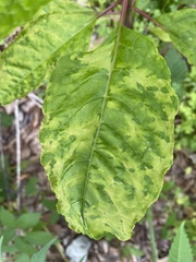Pokeweed mosaic virus