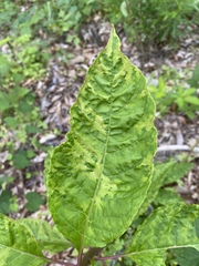 Pokeweed mosaic virus