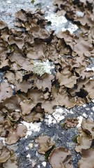 Umbilicariomycetidae