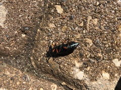 Pomphopoea