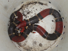 Micrurus surinamensis