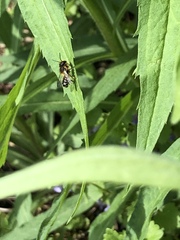 Megachile