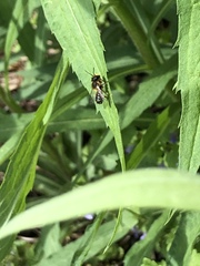 Megachile
