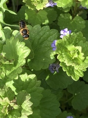 Megachile