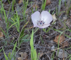 Calochortus uniflorus