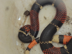 Micrurus surinamensis