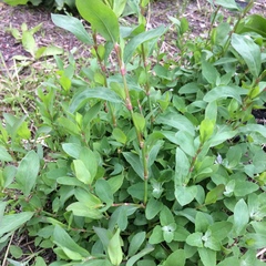 Polygonum aviculare