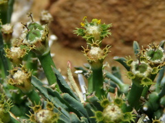 Euphorbia braunsii