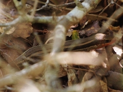 Plestiodon skiltonianus skiltonianus