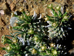 Euphorbia braunsii