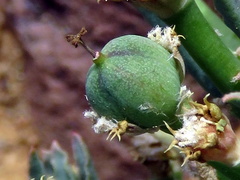 Euphorbia braunsii