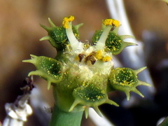 Euphorbia braunsii