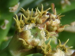 Euphorbia braunsii