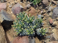 Euphorbia braunsii