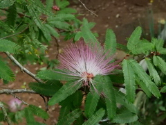 Calliandra selloi