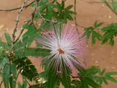 Calliandra selloi