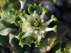 Euphorbia braunsii