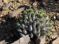 Euphorbia braunsii