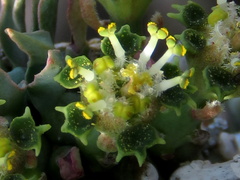 Euphorbia braunsii