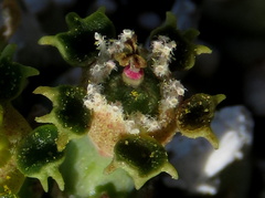 Euphorbia braunsii
