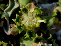 Euphorbia braunsii