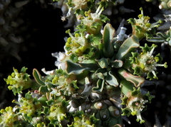 Euphorbia braunsii