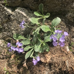 Primula marginata