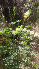 Lupinus microcarpus